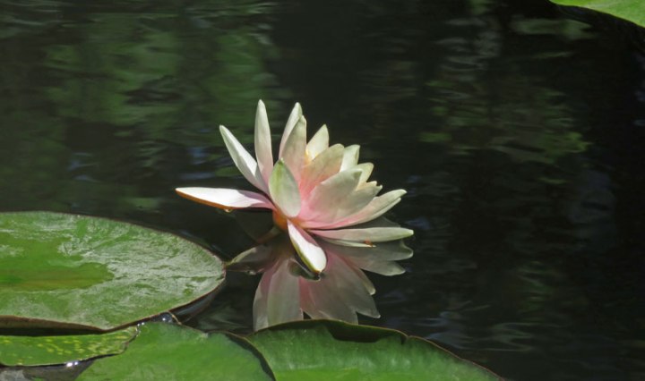 A Waterlily in Monet's Garden Pond